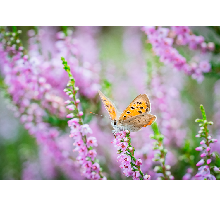 Fototapete Blumen schmetterling auf blüte - TenStickers