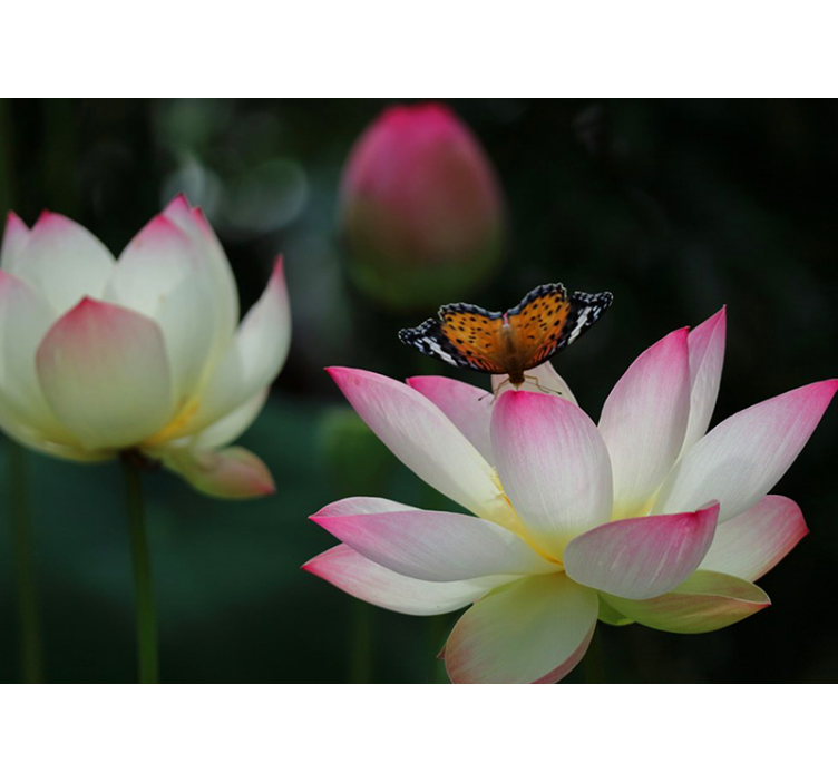 Fototapete Blumen elegante lotusblüte - TenStickers