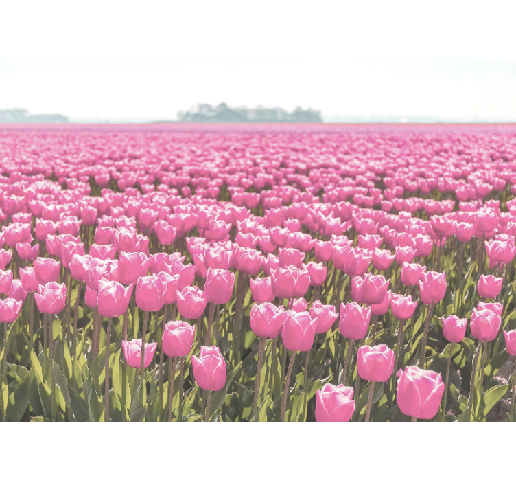 Fototapete mohnblumen pinke tulpenfelder - TenStickers