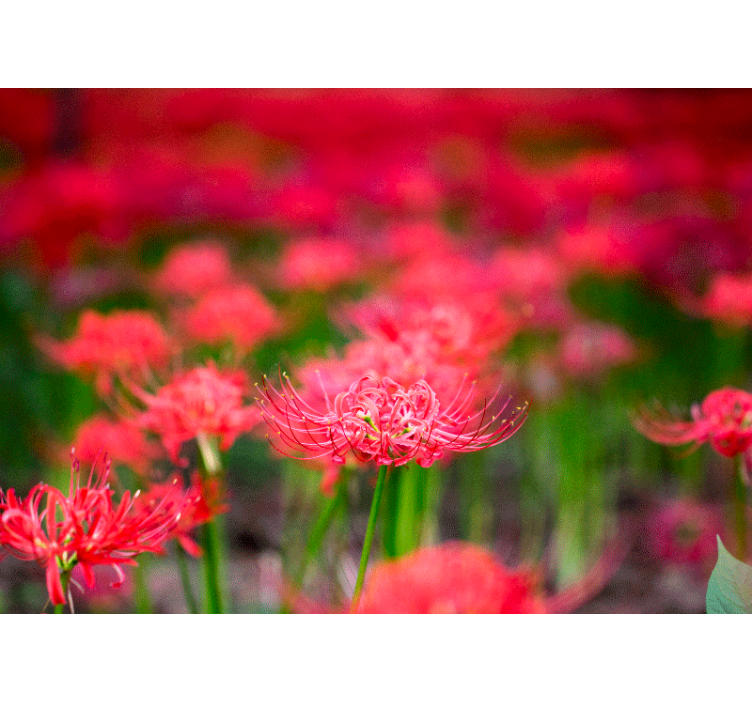 Fototapete mohnblumen lebhafte karminrote blumen - TenStickers