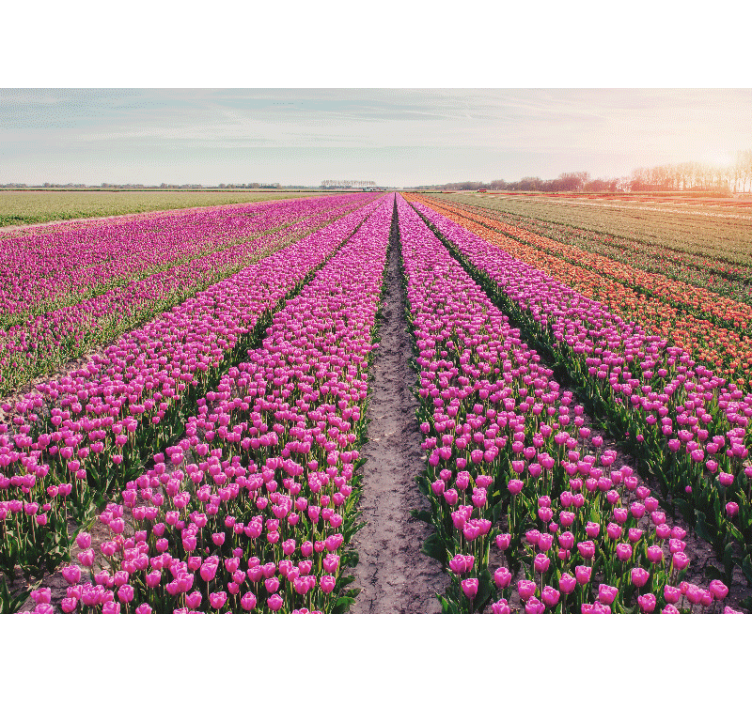 Fototapete blumen tulpenwiesen landschaft - TenStickers