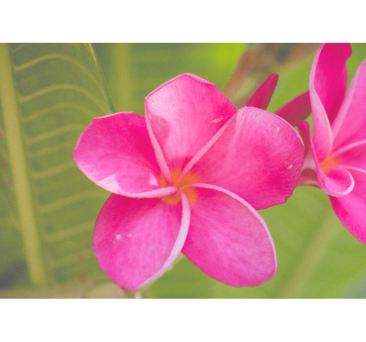 Fototapete blumen in pinkem blumenakzent - TenStickers