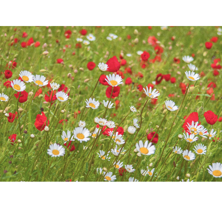 Fototapete blumen feld voller lebendiger farben - TenStickers
