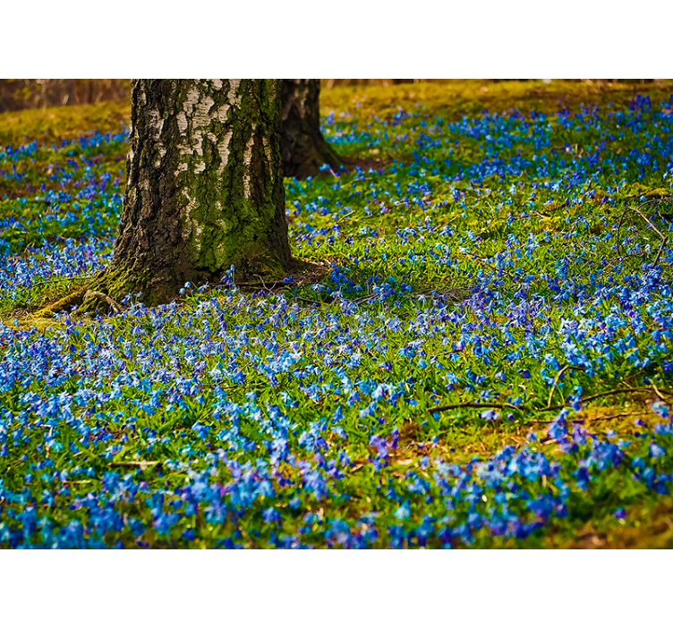 Fototapete blumen blausternwiese szene - TenStickers