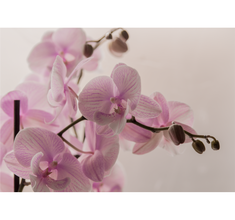 Fototapete orchidee zarte orchideenblüten - TenStickers