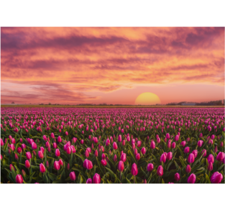 Fototapete blumen tulpenfeld bei sonnenuntergang - TenStickers