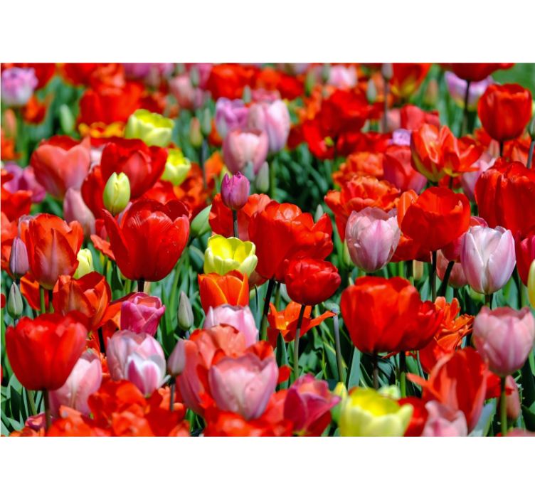 Fototapete blumen bunte tulpenwiese - TenStickers