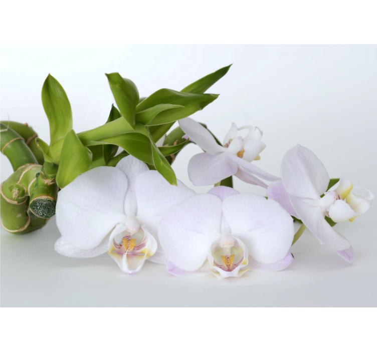 Fototapete orchidee elegantes orchideenarrangement - TenStickers