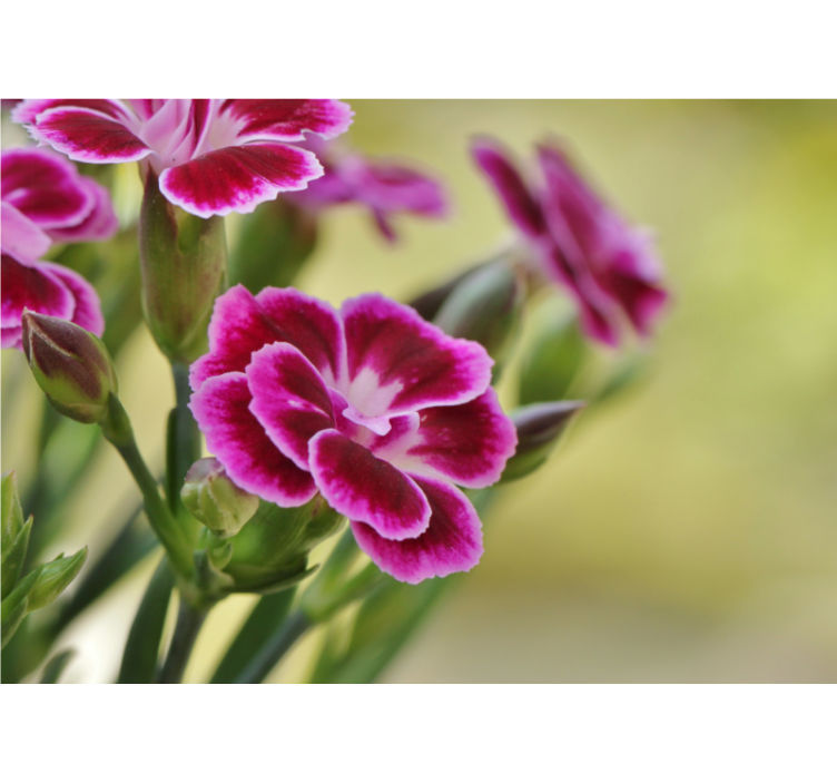 Fototapete mohnblumen florale freude - TenStickers