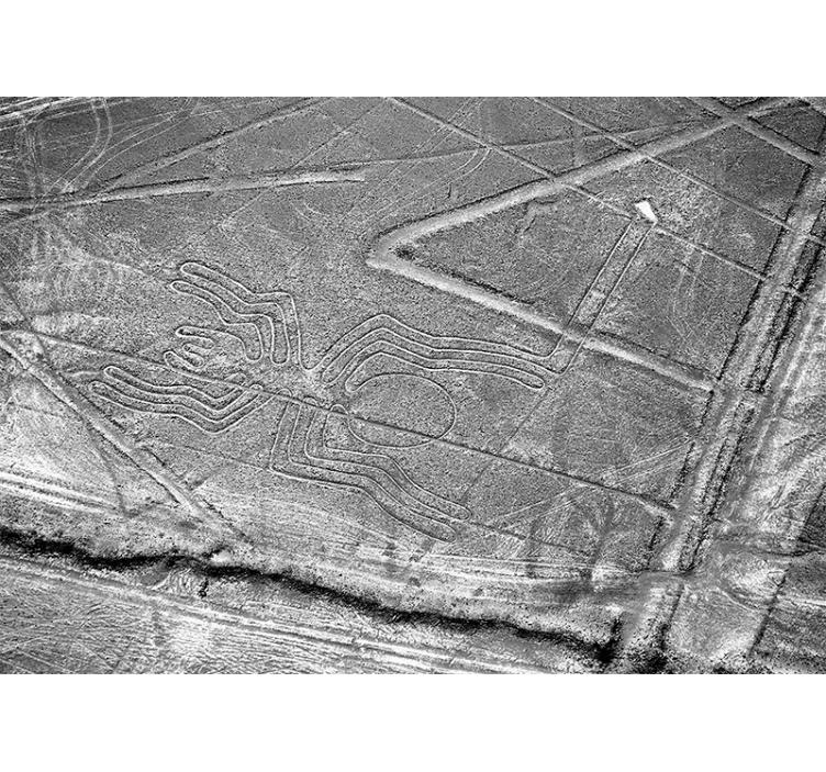 Fototapete tiere nazca-spinnen-geoglyphen - TenStickers