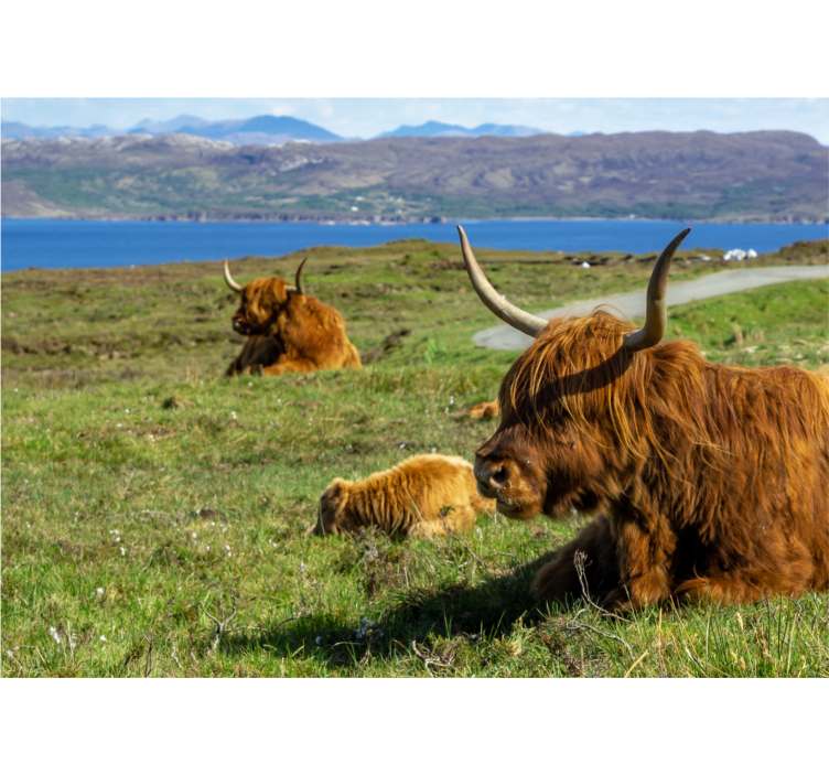 Fototapete wald mit weidenden highland-rindern - TenStickers
