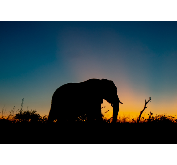 Fototapete tiere elefanten silhouette sonnenuntergang - TenStickers