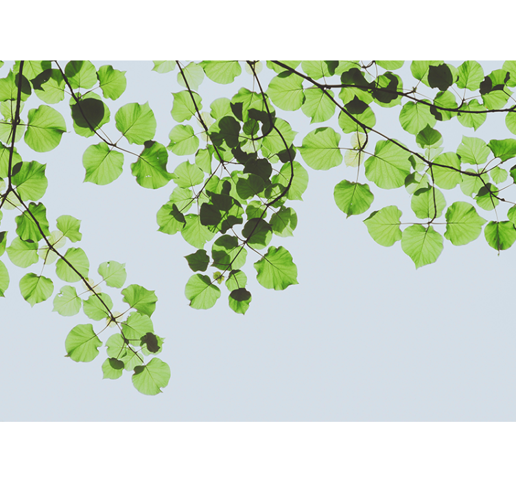 Fototapete baum blätterdach aus Ästen - TenStickers