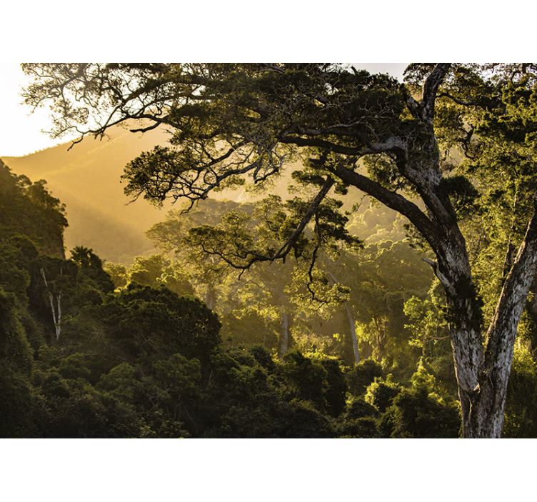 Fototapete natur mit üppiger waldlandschaft - TenStickers