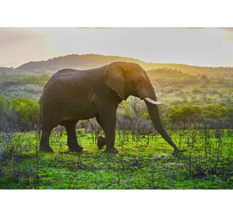 Fototapete tiere majestätische elefanten szene - TenStickers