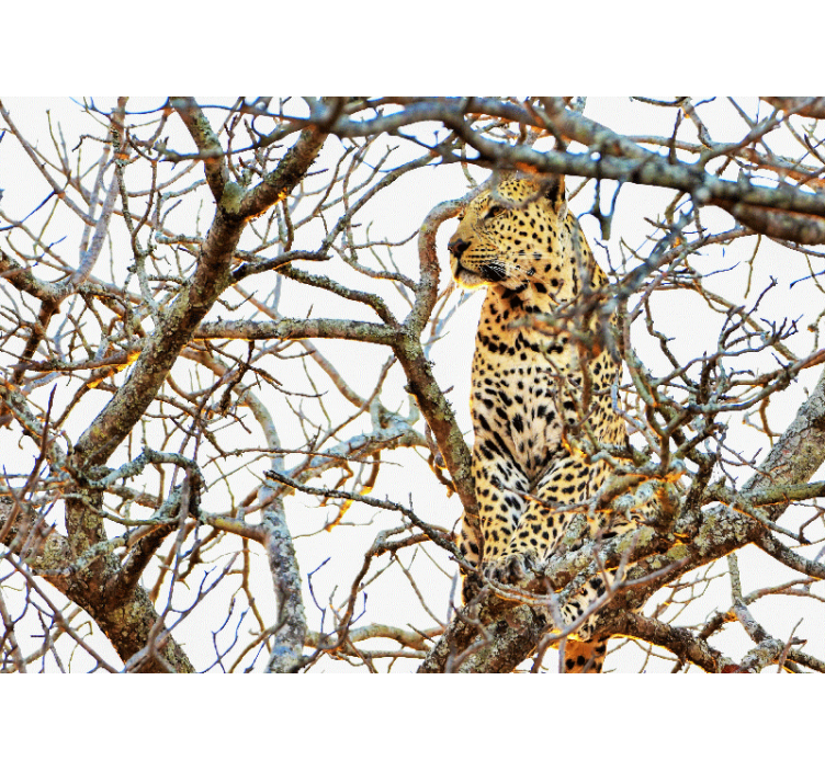 Fototapete Tiere leopard zwischen zweigen - TenStickers