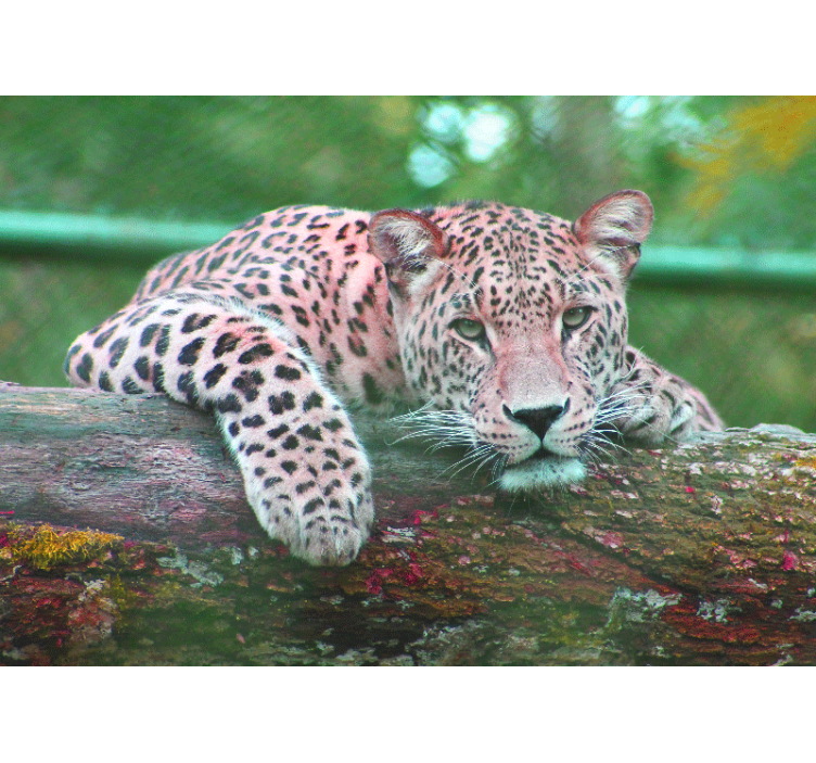 Fototapete tiere leopard ruhend anmutig - TenStickers