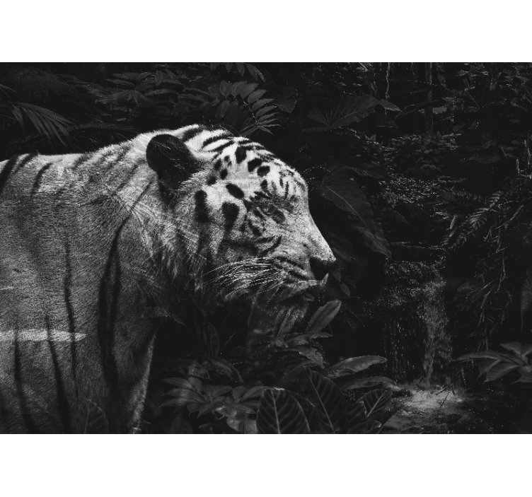 Fototapete Tiere majestätischer weißer tiger - TenStickers