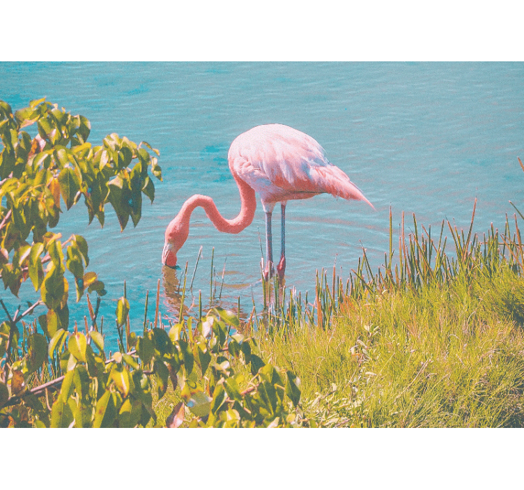 Fototapete Tiere rosa flamingo gelassenheit - TenStickers