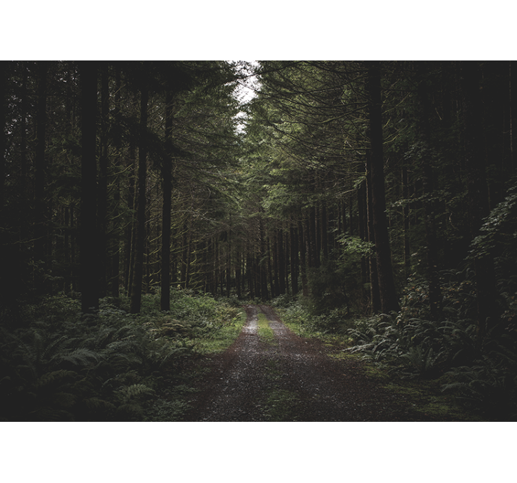 Fototapete natur grüner waldweg - TenStickers