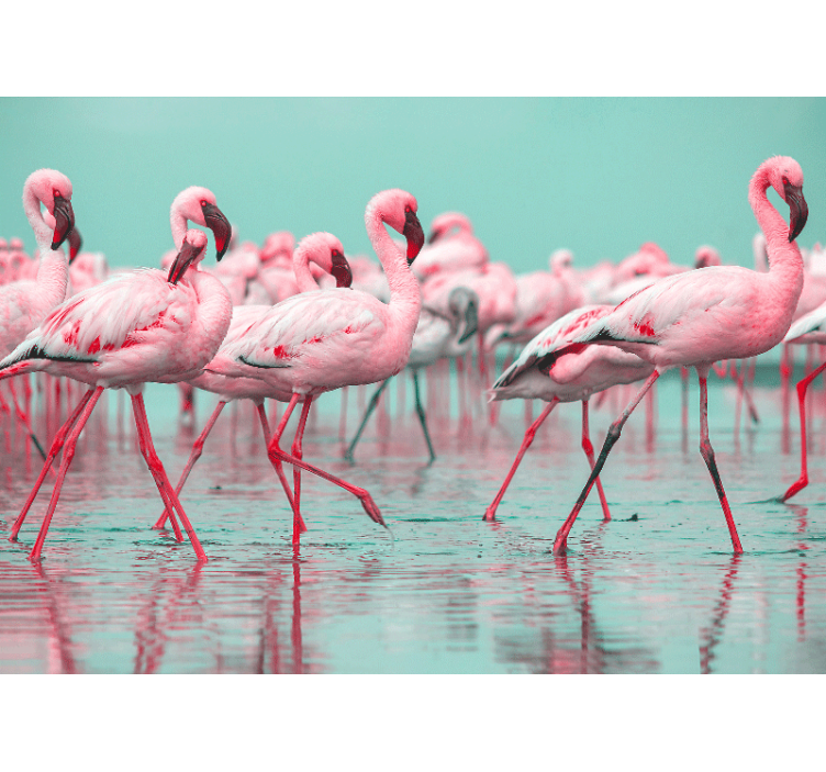 Fototapete tiere flamingo schwarm spaziergang - TenStickers