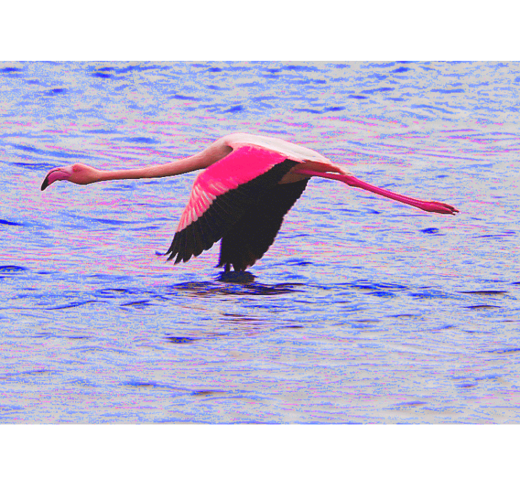 Fototapete Tiere flamingo im flug - TenStickers