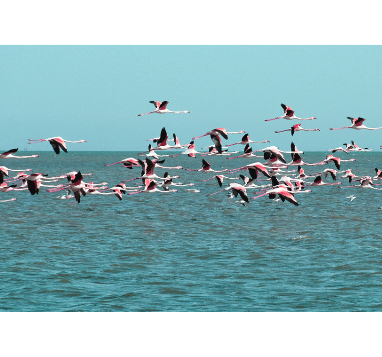 Fototapete tiere flamingos über wasser - TenStickers