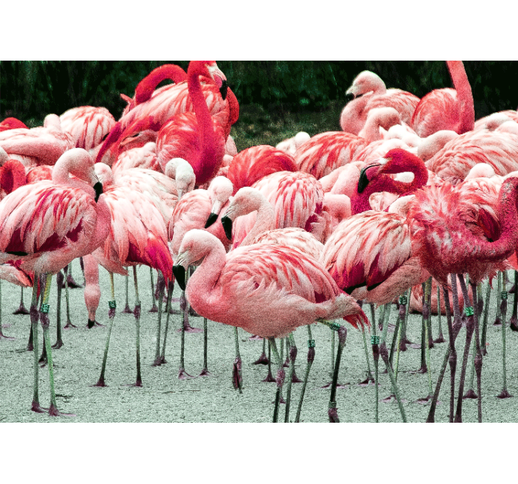 Fototapete tiere flamingo schwarm - TenStickers