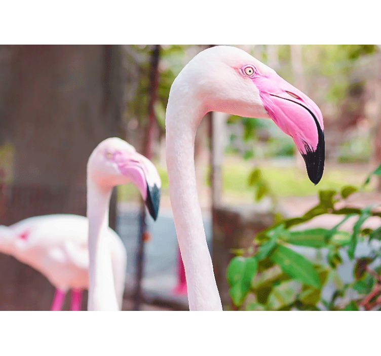 Fototapete tiere elegantes flamingo paar - TenStickers