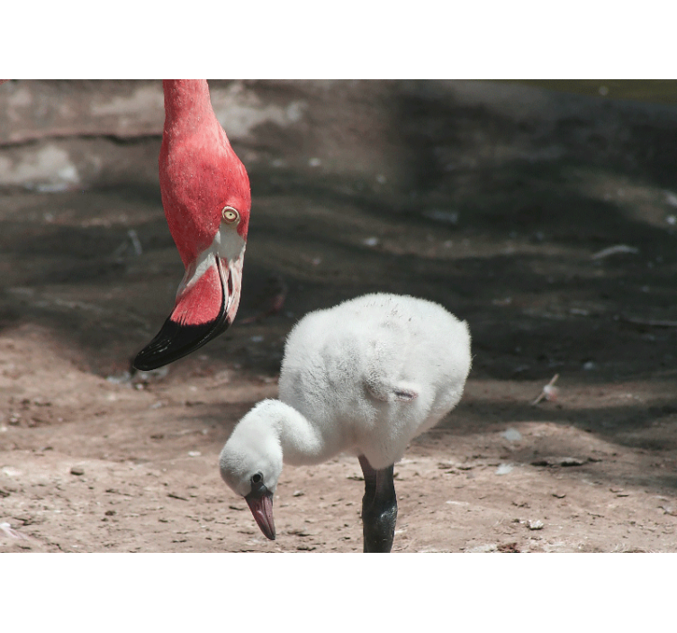 Fototapete tiere flamingoküken - TenStickers