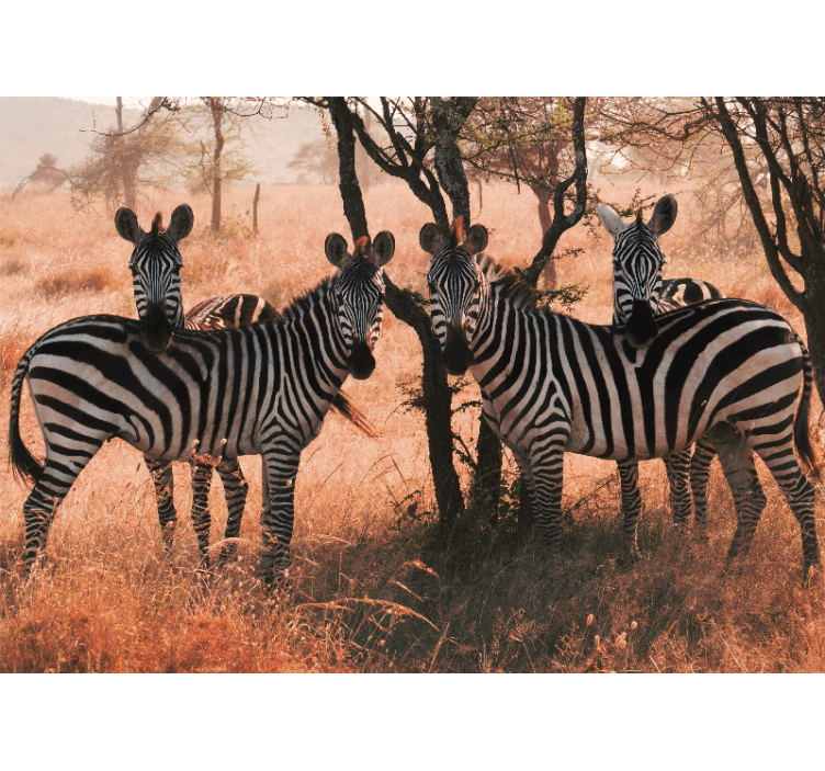Fototapete tiere zebras in der natur - TenStickers