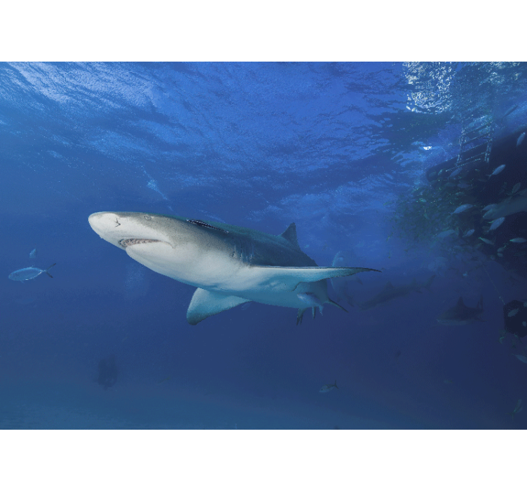 Fototapete tiere majestätische haifischerkundung - TenStickers