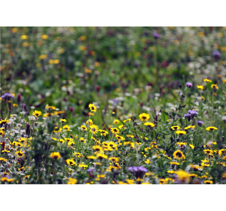 Fototapete blumen sonnenwiese blüten - TenStickers