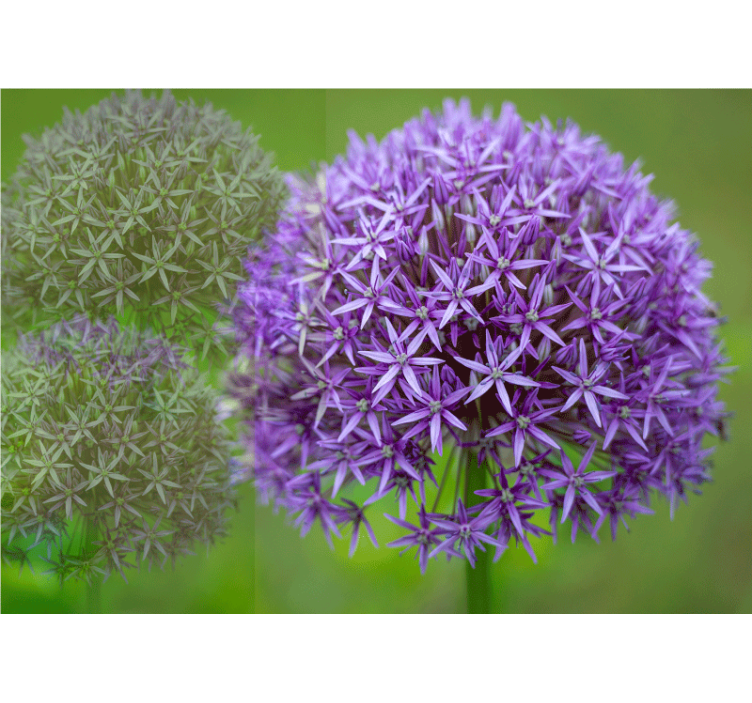 Fototapete mohnblumen lila blumenarrangement - TenStickers