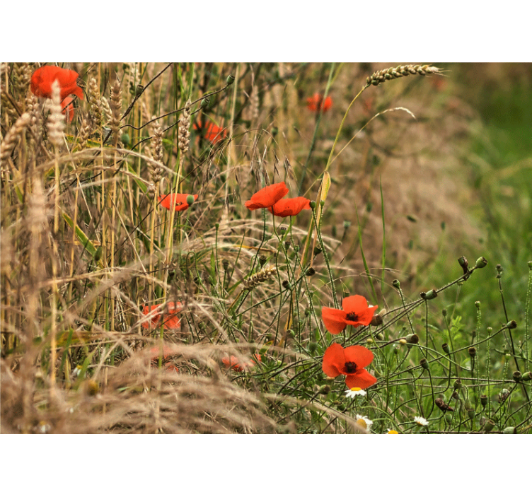 Fototapete mohnblumen poppy wiesenruhe - TenStickers