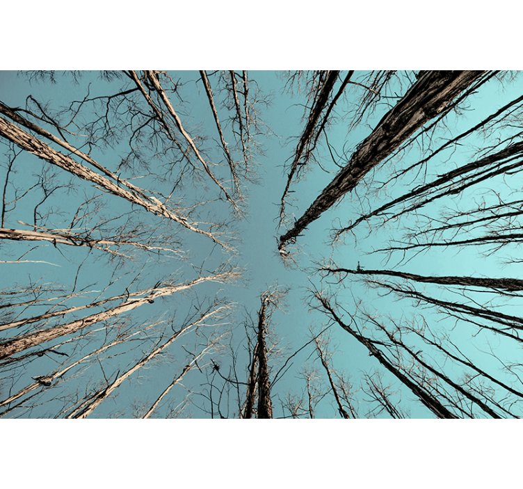 Fototapete baum bäume erreichen den himmel - TenStickers