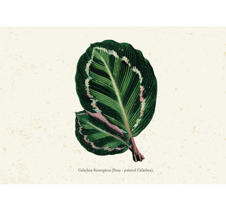 Fototapete blumen calathea blatt dekor - TenStickers