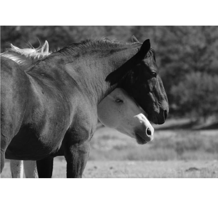 Fototapete tiere pferdefreundschaft - TenStickers