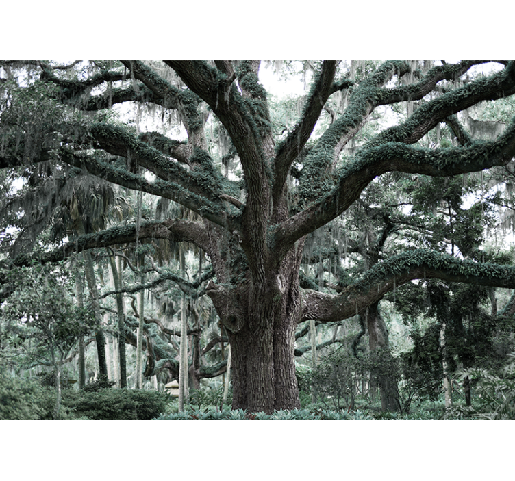 Fototapete Baum majestätische eichenzweige - TenStickers