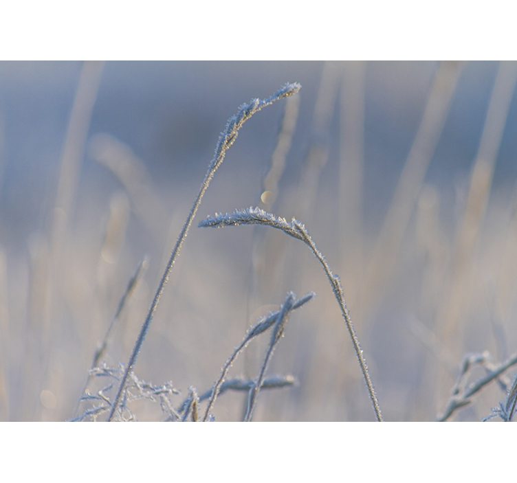 Fototapete natur mit frostigen gras-spitzen - TenStickers
