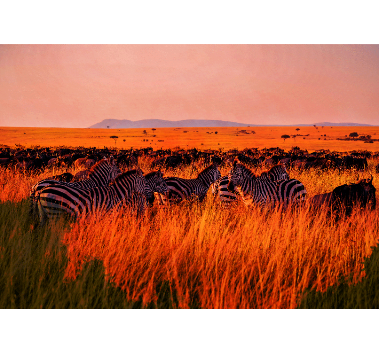 Fototapete wald zebras in der serengeti - TenStickers