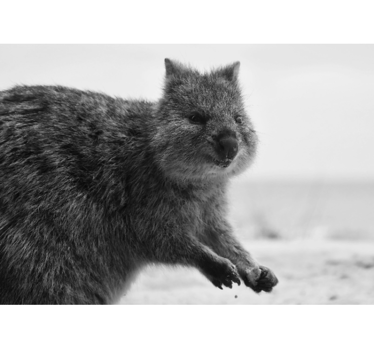 Fototapete tiere wombat nahaufnahme ausdruck - TenStickers
