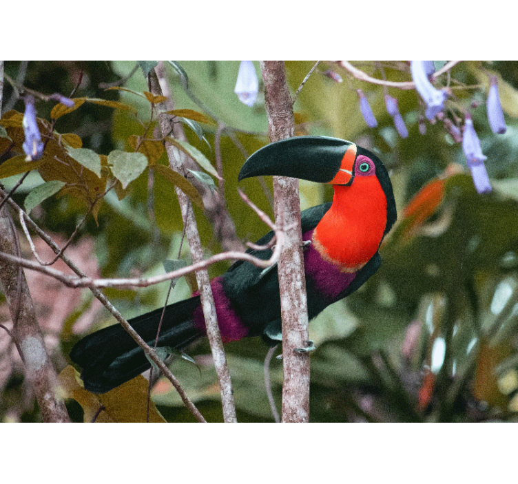 Fototapete tiere bunter tukan im fokus - TenStickers