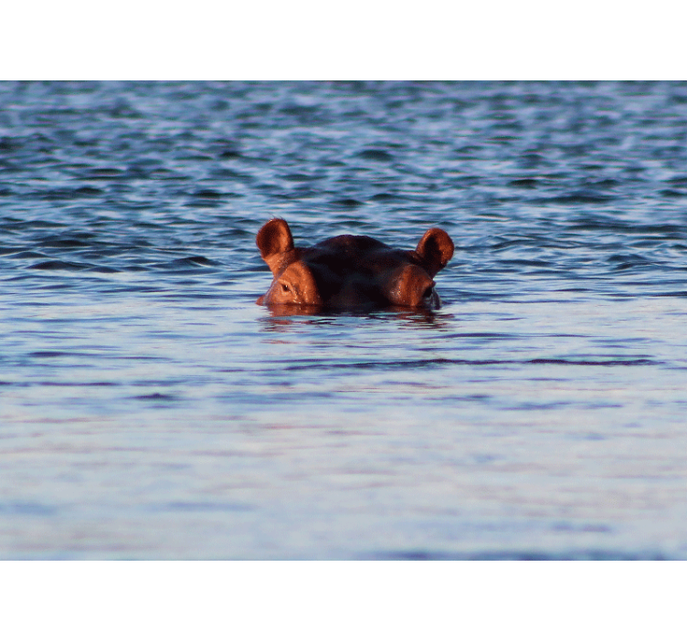 Fototapete tiere nilpferd ruhig schwimmend - TenStickers