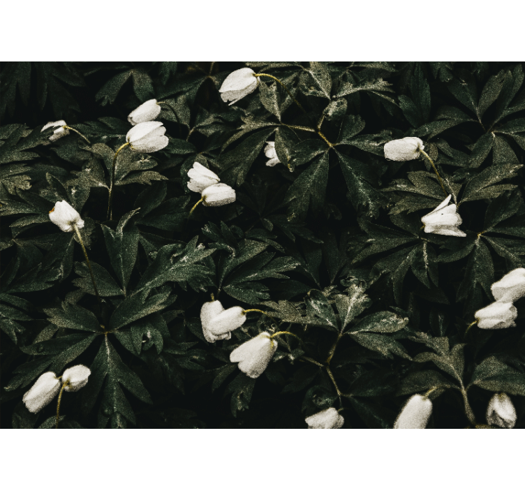 Fototapete blumen sanfte weiße blumen - TenStickers