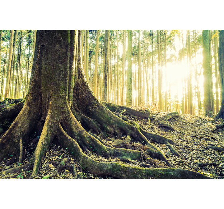 Fototapete wald sonnenbeschienene baumwurzeln - TenStickers