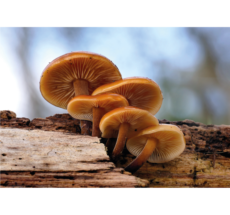 Fototapete blumen pilzgruppe - TenStickers