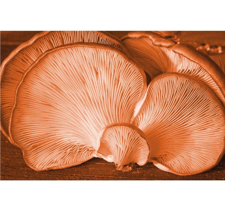 Fototapete blumen mit pilzstruktur-darstellung - TenStickers