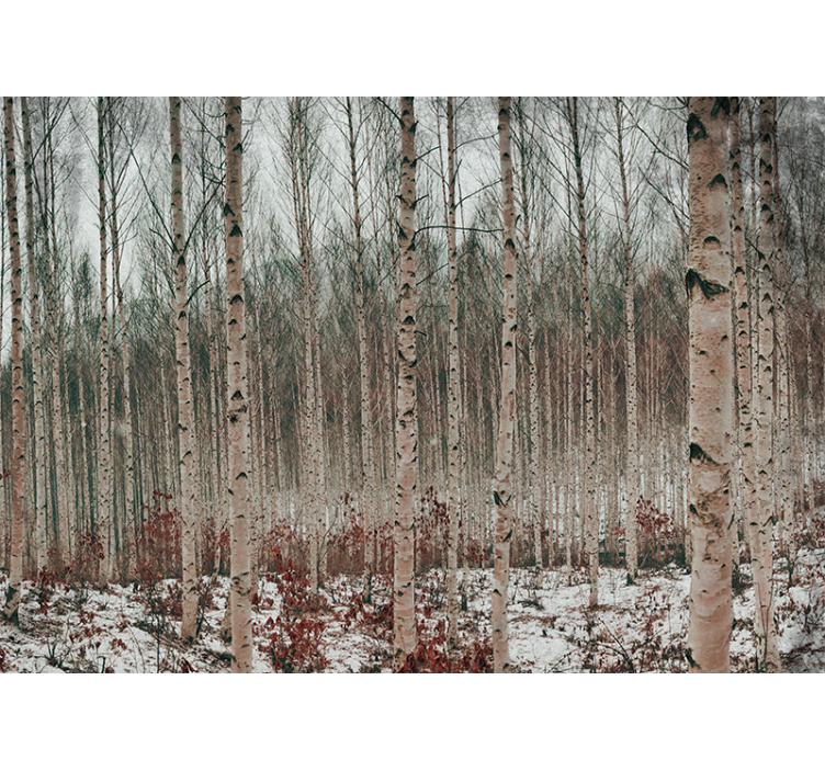 Fototapete wald birkenbaum landschaft - TenStickers