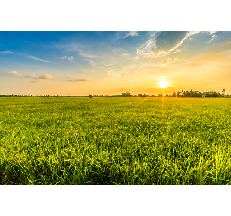 Fototapete landschaft sonnenuntergang über wiesen - TenStickers